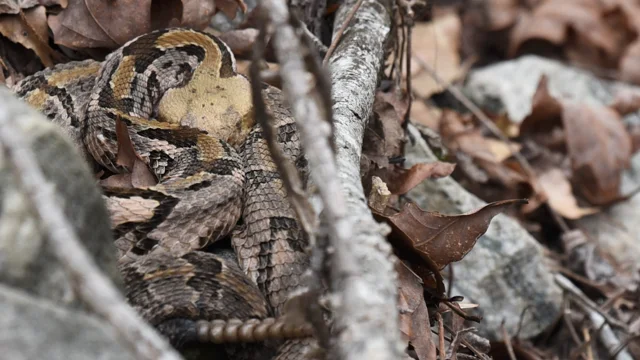 Unlock the Secrets of Snakes: Join our Basic Online Course in Snake Ecology  on November 4th & 5th, 2023, from 4 PM to 6 PM via Google Meet.…