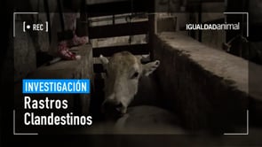 XUXA narra nuevo video de rastro clandestino en Brasil