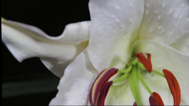 Alice's Garden Lily Time-Lapse