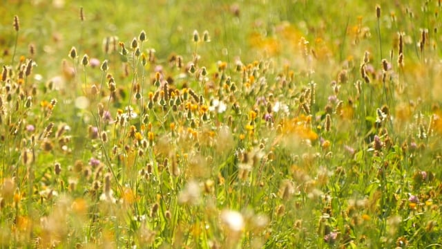 Flower Meadow Wildflowers Sunshine Free Stock Video - Pixabay