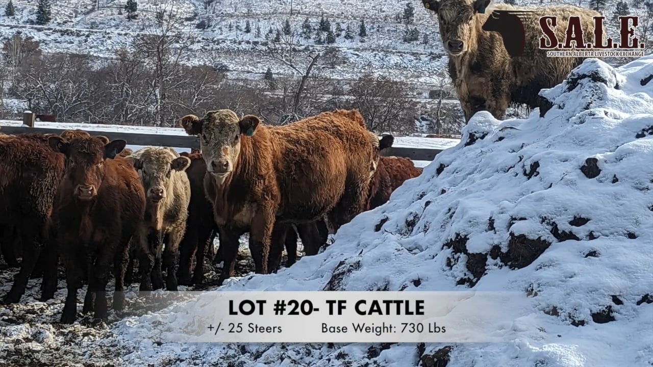 Lot 20- Tf Cattle Steers.mp4 On Vimeo