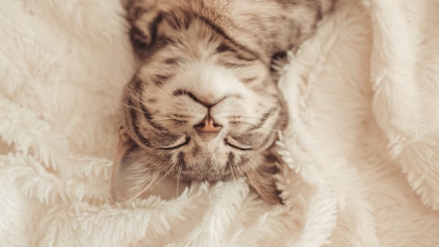 Meditazione consapevole del respiro