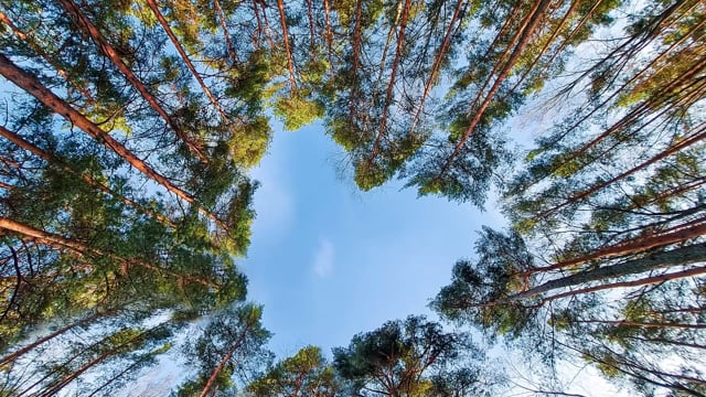 Meditazione della gentilezza amorevole