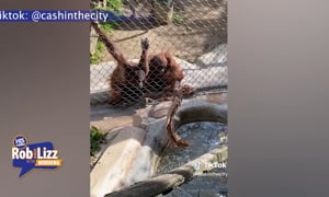 Orangutan Saves Baby Bottle