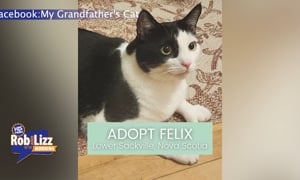 Woman Helps 100 Seniors Re-Home their Pets