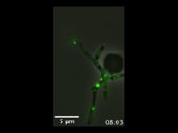 Newswise:Video Embedded a-pitt-lab-shows-phage-attacks-in-new-light