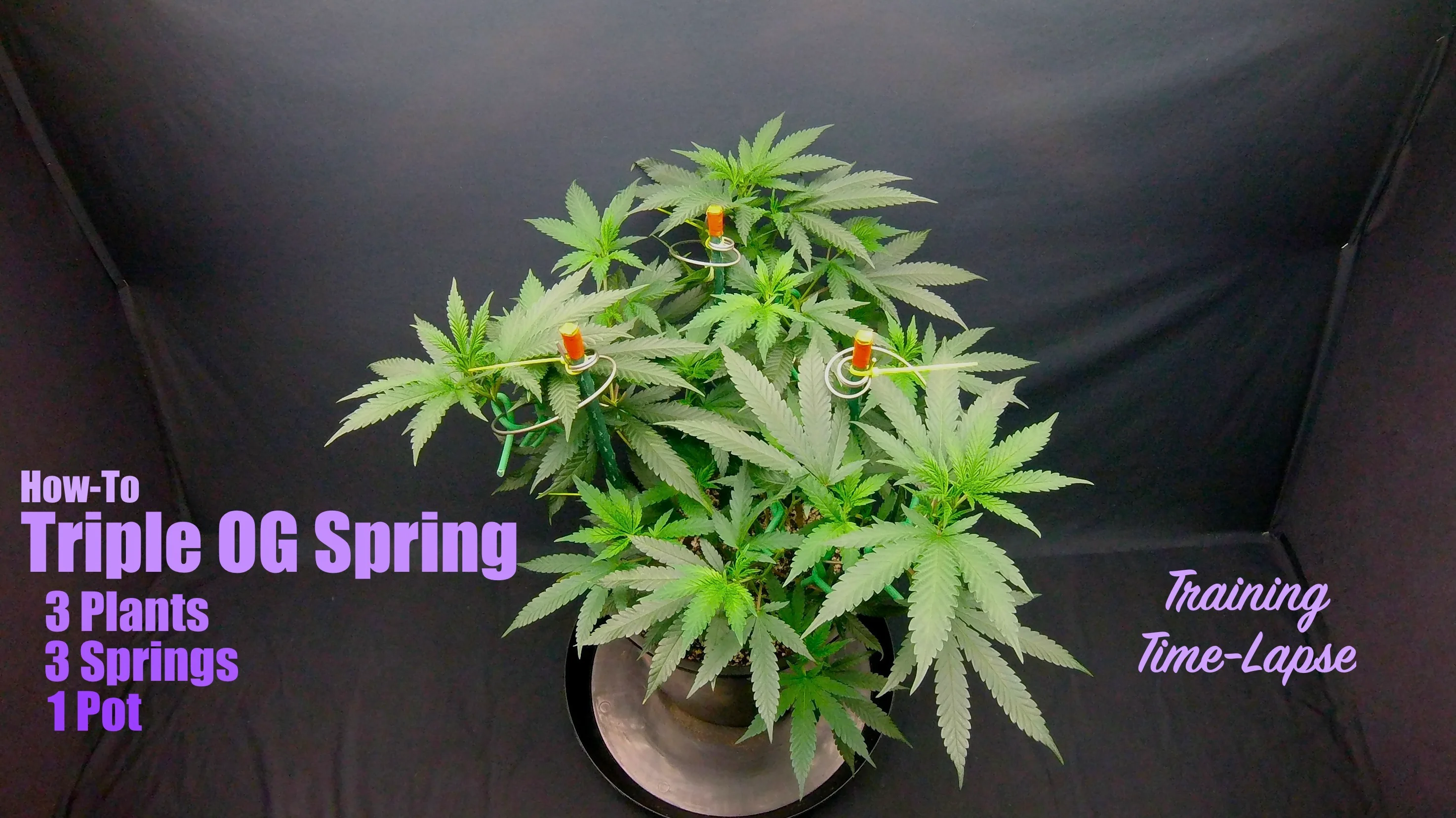 How-To Triple Spring