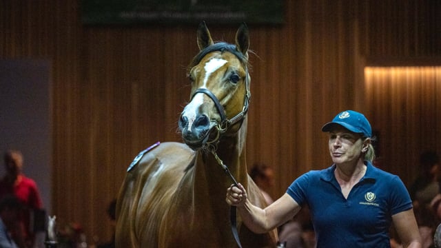 Lot 589 Collingrove: 2023 Inglis Premier Yearling Sale Snippet