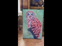 Barred Owl – Rose Collins
