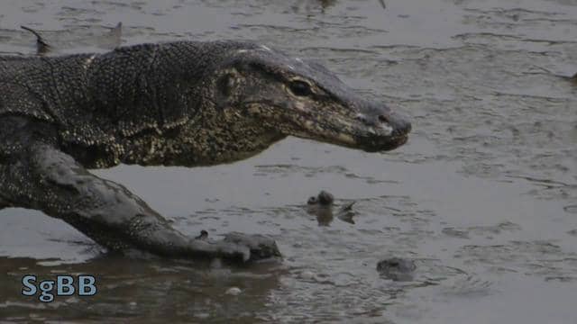 Malayan Water Monitor Varanus Salvator On The Shores Of Singapore