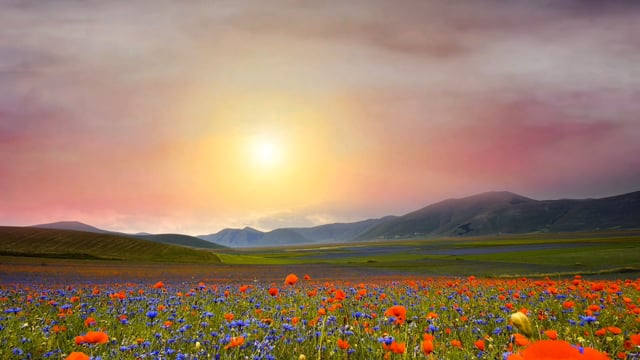 Flowers, Meadow, Mountains. Free Stock Video - Pixabay