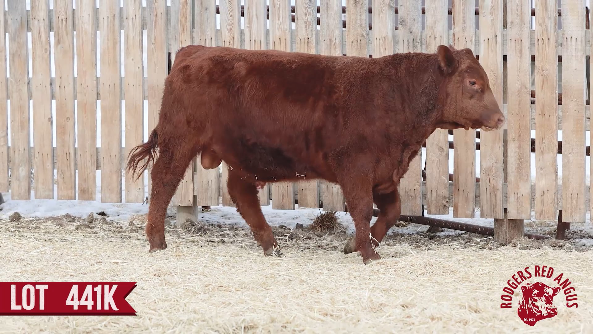 441K-Rodgers Red Angus 2023.mp4 on Vimeo