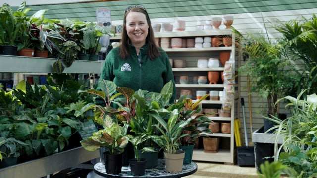 Aglaonema Spotlight | How to Grow, Care for & Propagate Chinese Evergreens