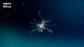 31.01.2020  Prof. Cristina Gavina