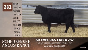 Lot #282 - SR EVALDAS ERICA 282