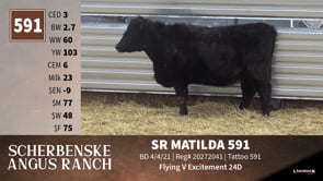 Lot #591 - SR MATILDA 591