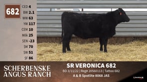 Lot #682 - SR VERONICA 682