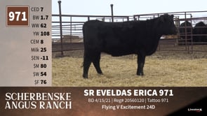 Lot #971 - SR EVELDAS ERICA 971