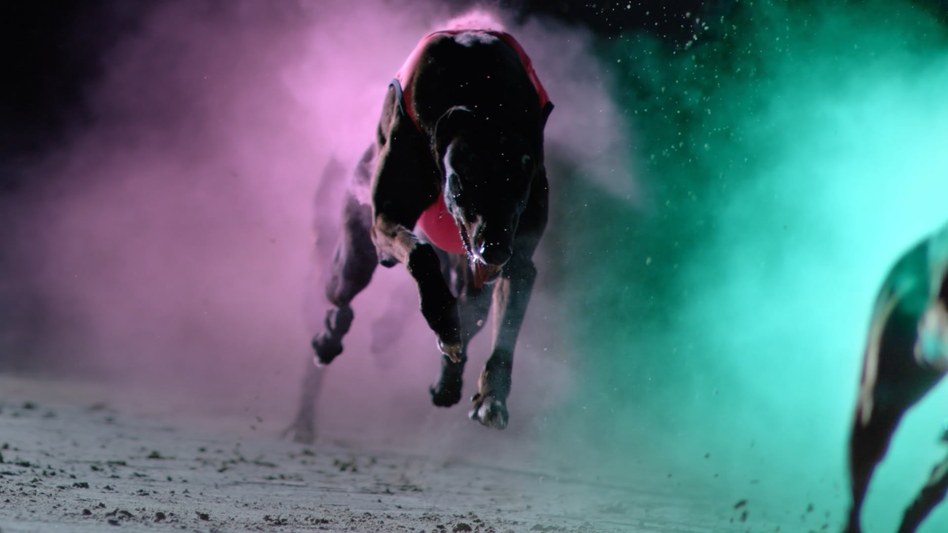 Greyhound NSW - TAB Million Dollar Chase