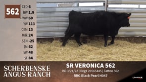 Lot #562 - SR VERONICA 562