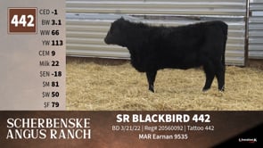 Lot #442 - SR BLACKBIRD 442