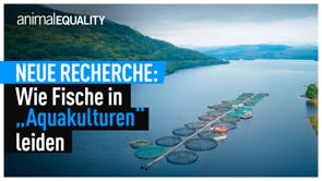 Neue Recherche: Wie Fische in „Aquakulturen“ leiden