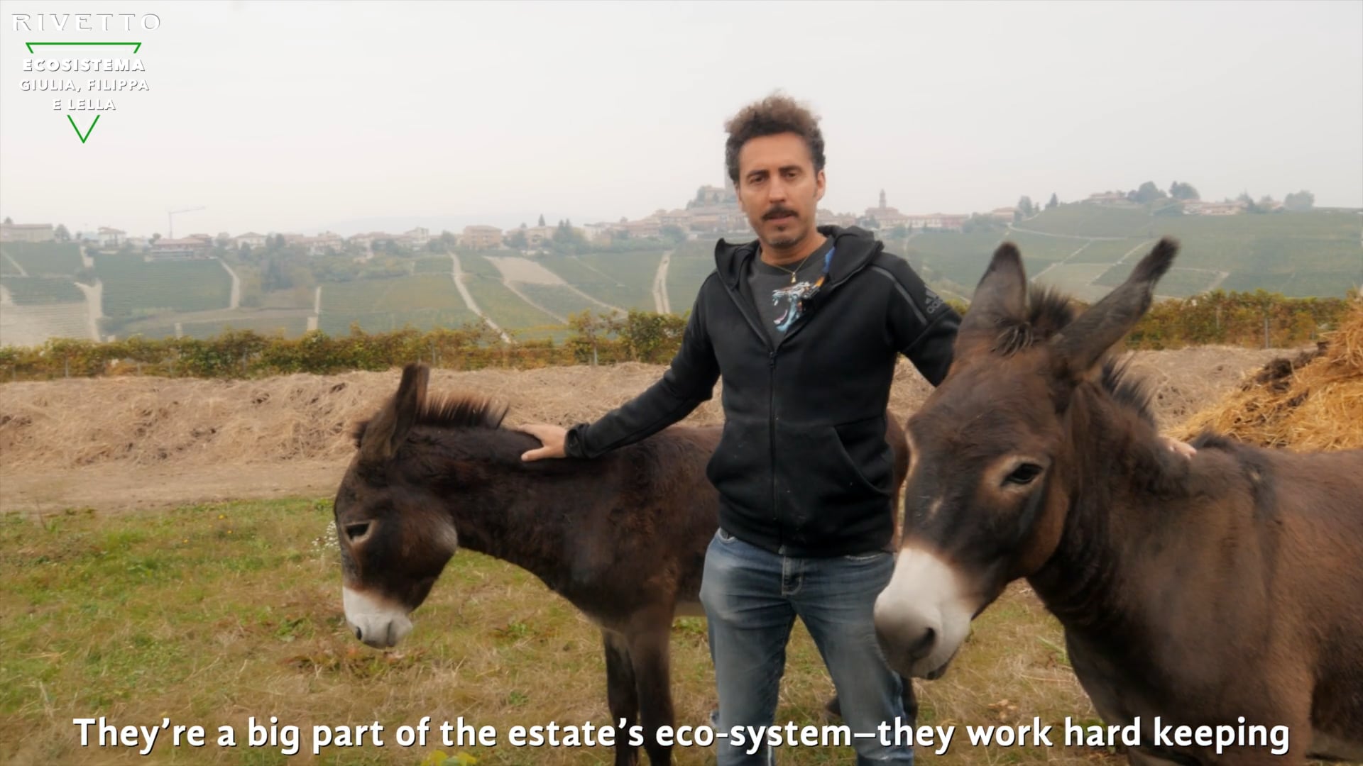 Le Asinelle | The Donkeys