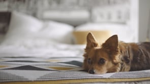 Telemarketer_Iliza Shlesinger