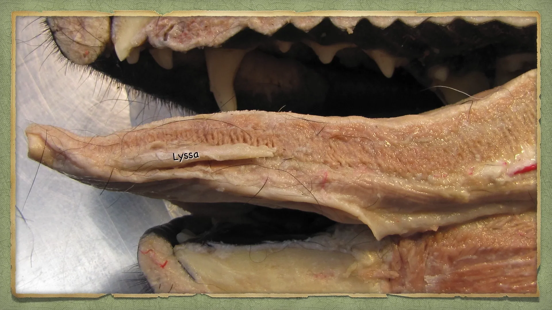 Peabody Histology Dr. Peabody Videos Oral Cavity on Vimeo