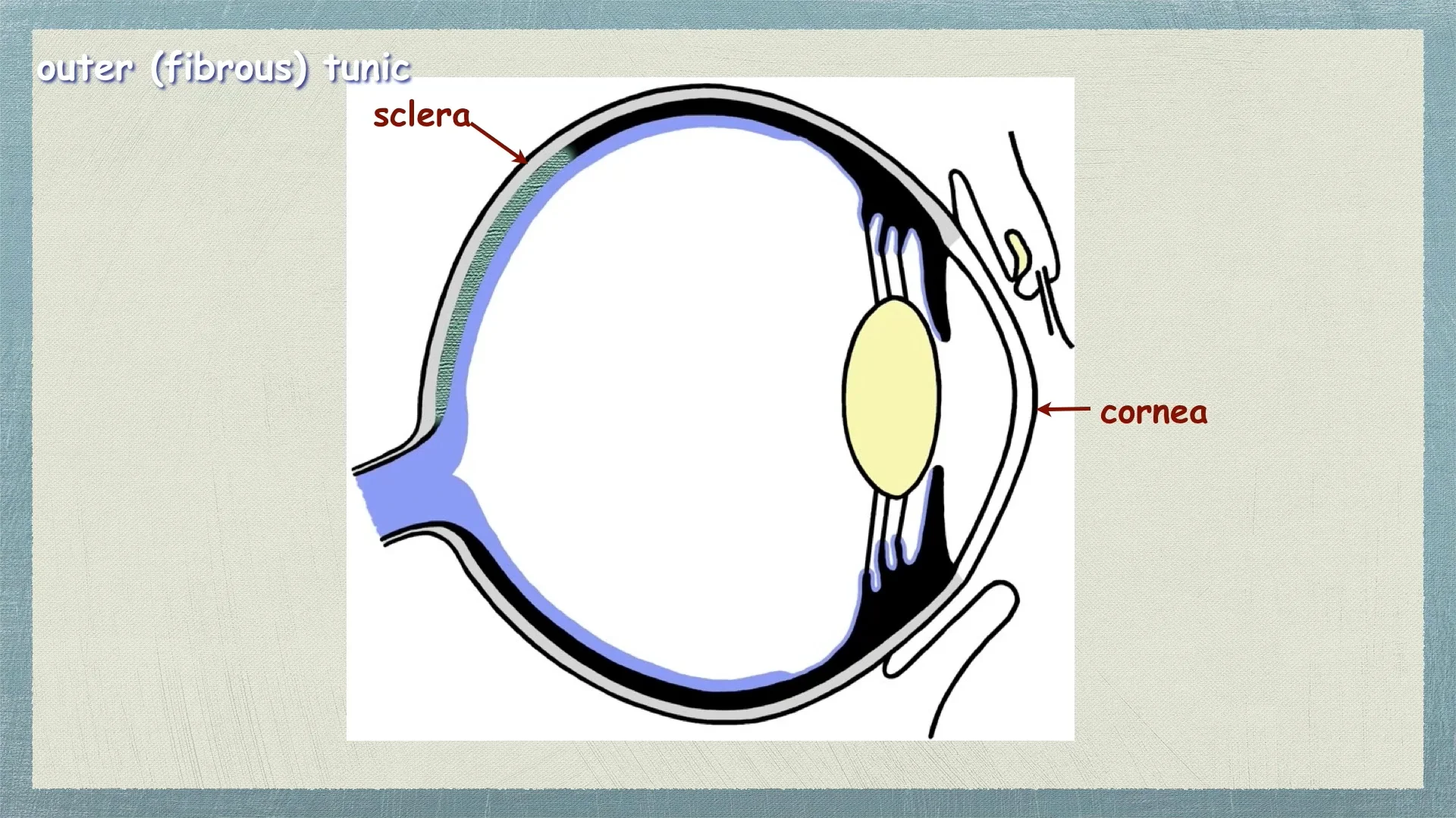 Peabody Histology Dr. Peabody Videos Eye on Vimeo