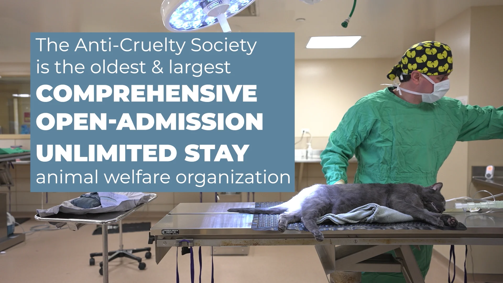 THE ANTI CRUELTY SOCIETY 125th Essay Film // The BMP Film Co.