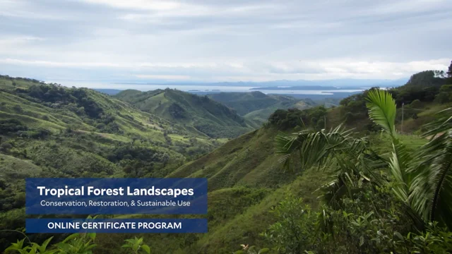 Tropical Forest Landscape