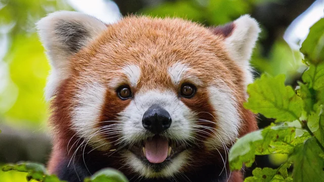 The Cutest Red Panda In The World