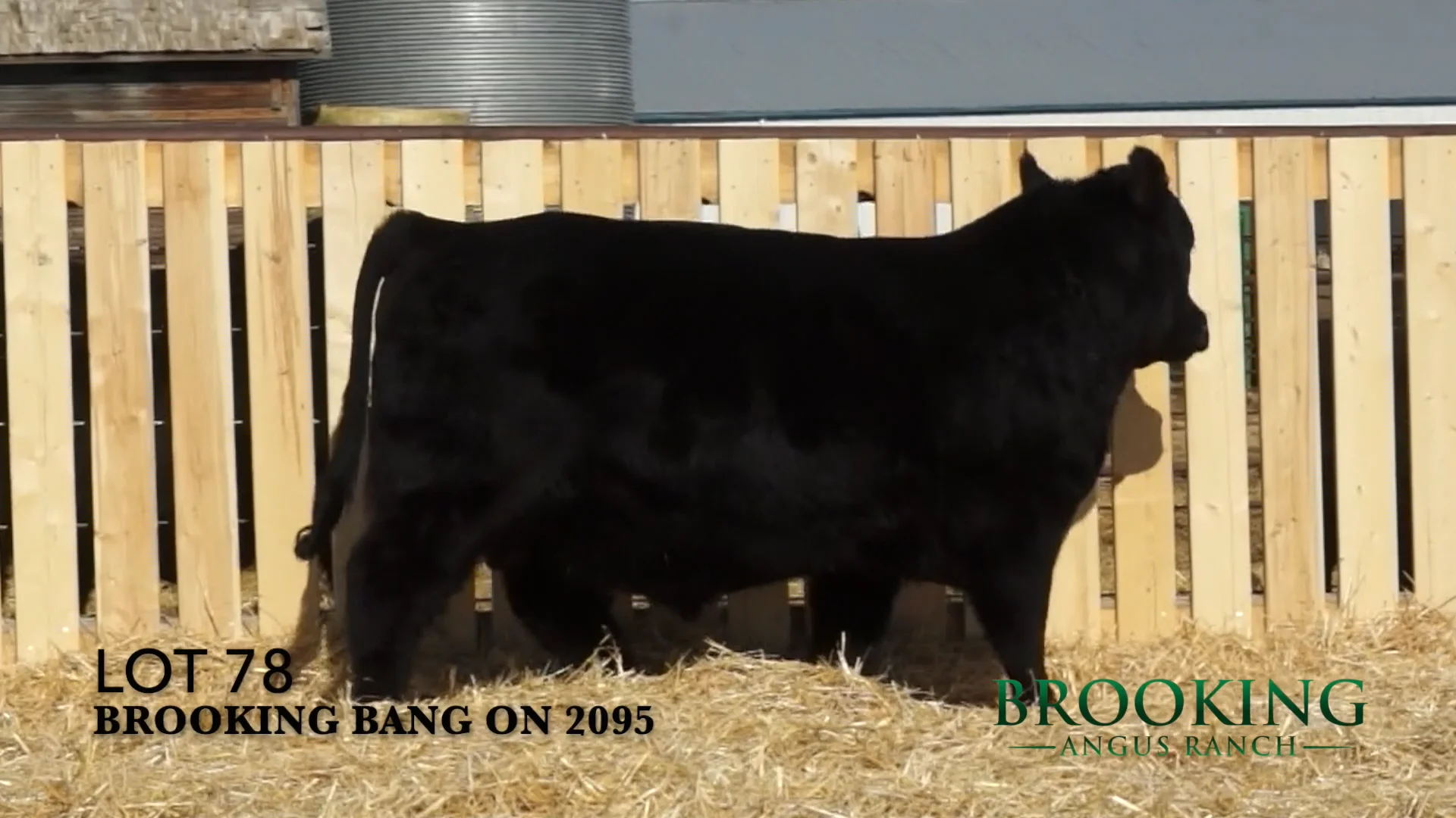 LOT 78 2095 Tawnie Morrison.mp4