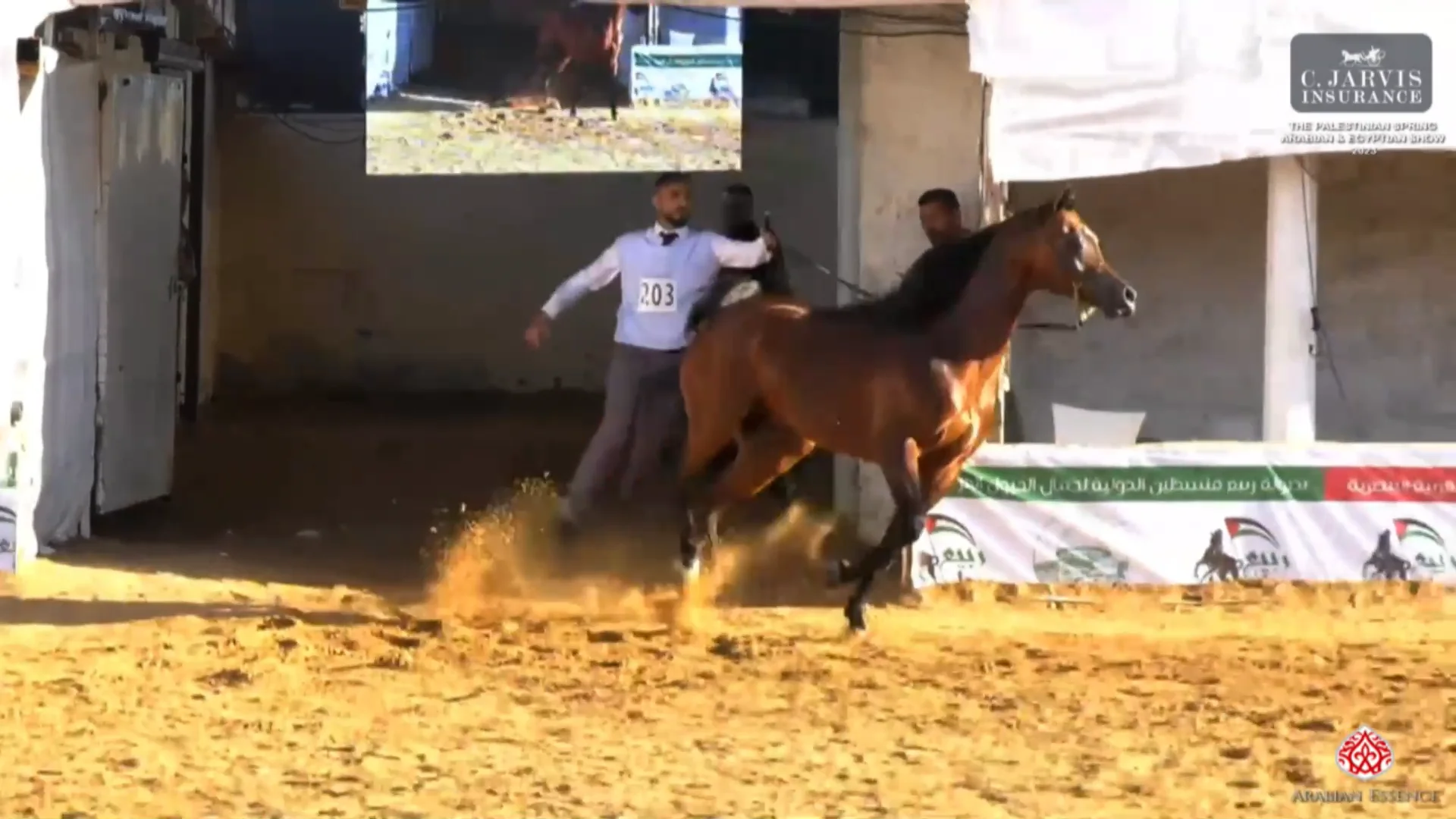 N.203 Yas AL Hawajer - The Palestinian spring Arabian Show 2023 ...