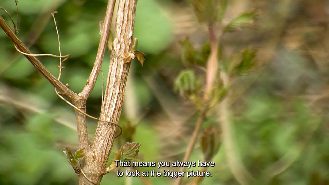Nesselwanze Represented, a video by Julia von Rinck