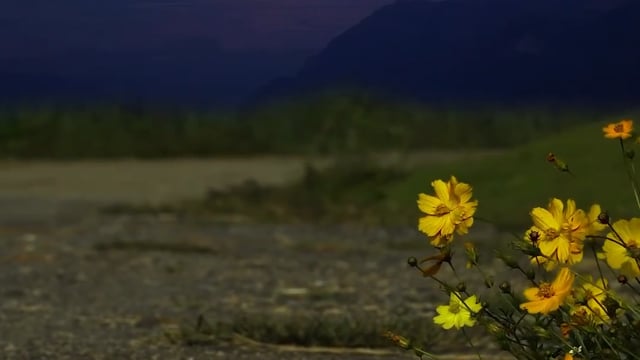 détail des fleurs du pin nain avec du pollen et des aiguilles de pin  7991306 Photo de stock chez Vecteezy