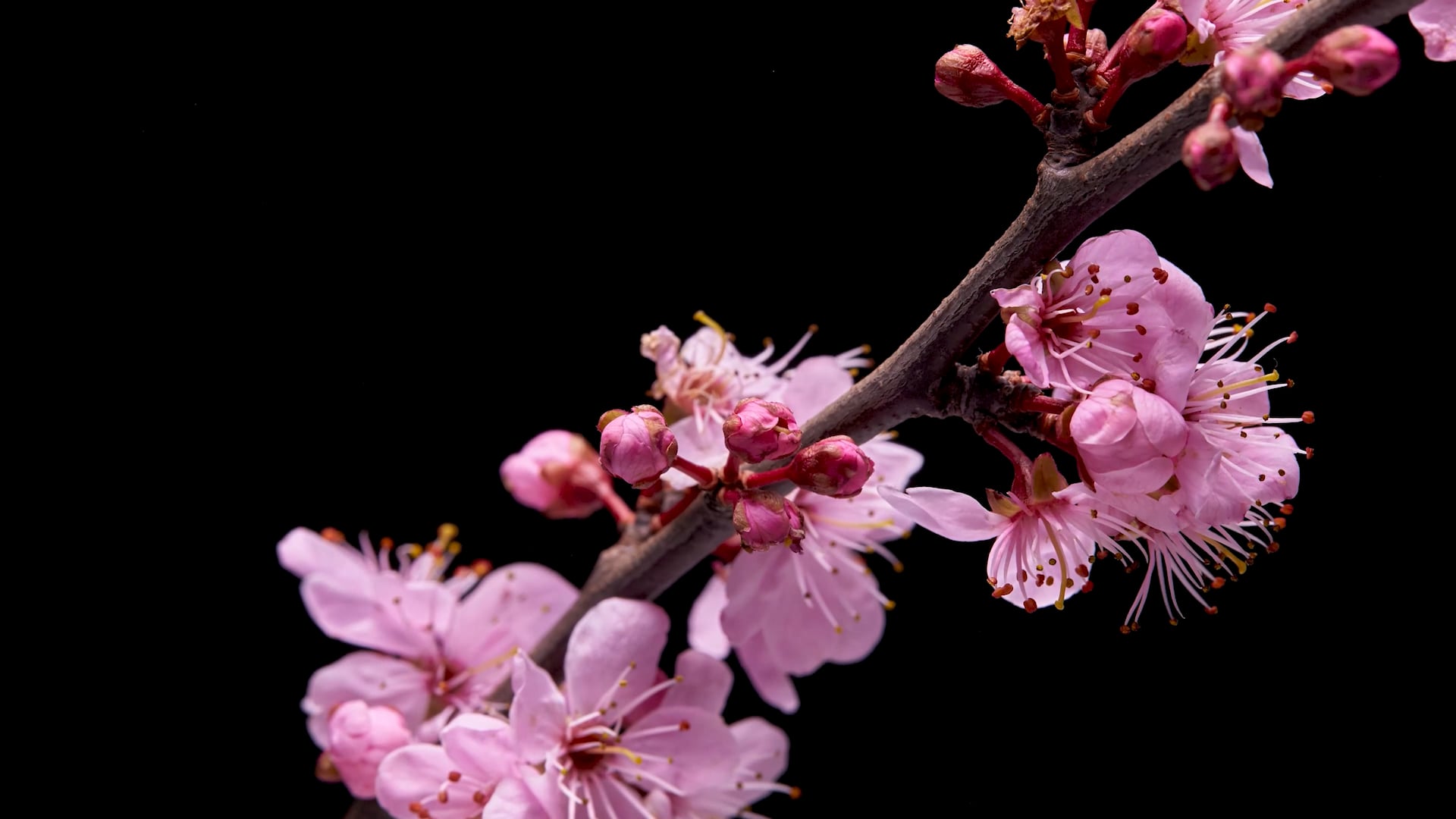 FLOWERS timelapse on Vimeo