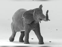 Fragile Giant - coming soon