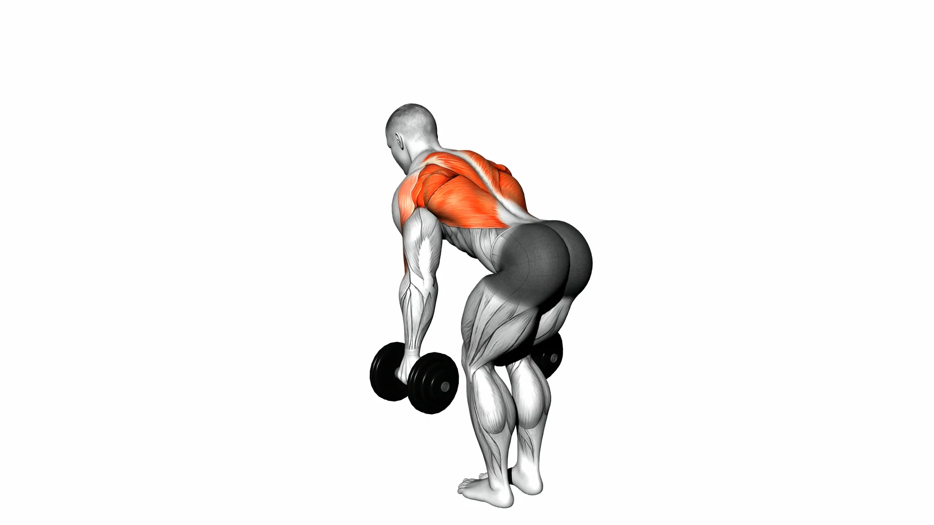 Dumbbell Bent Over Neutral Grip Row