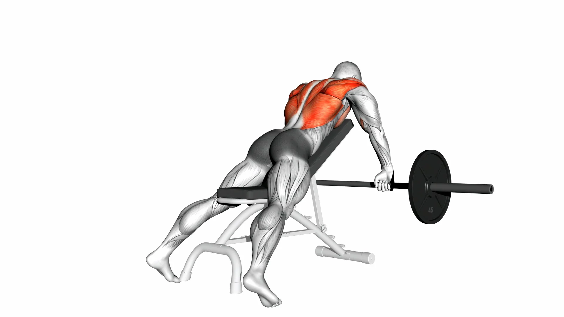Barbell Incline Row on Vimeo
