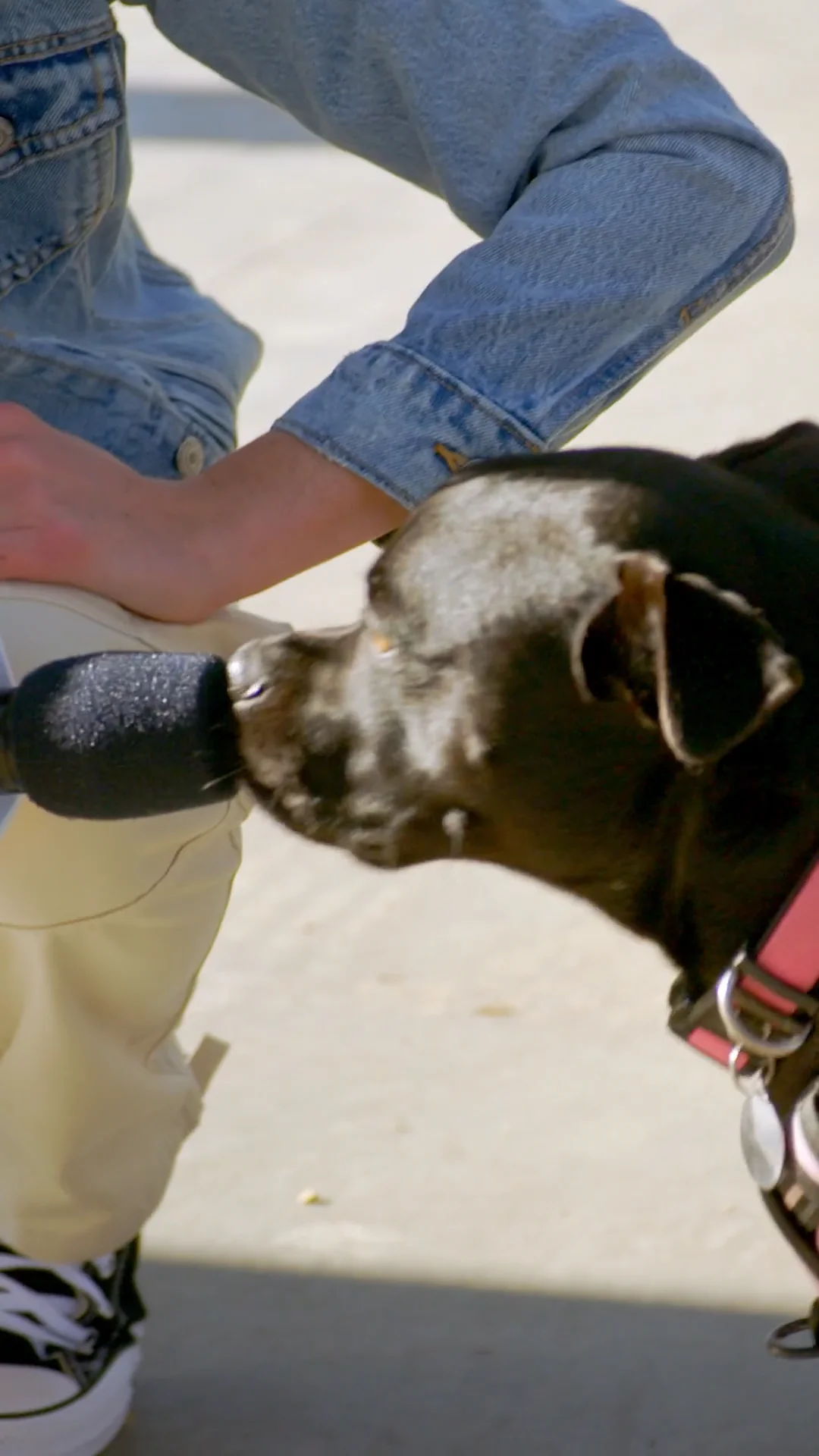 banfield-banf220002-optimum-wellness-plan-myrtle-9x16-final-v4-mp4-on-vimeo