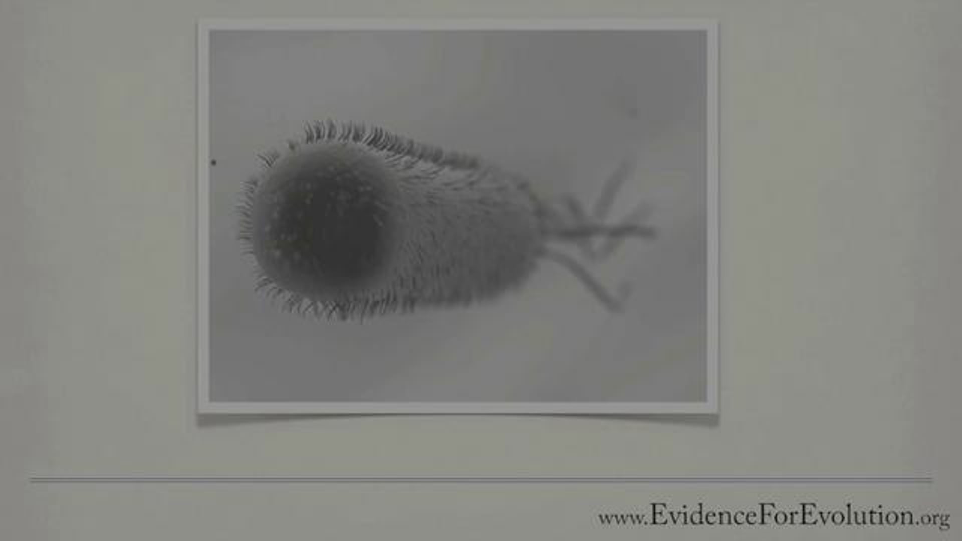 Bacteria - Evidence For Evolution .org