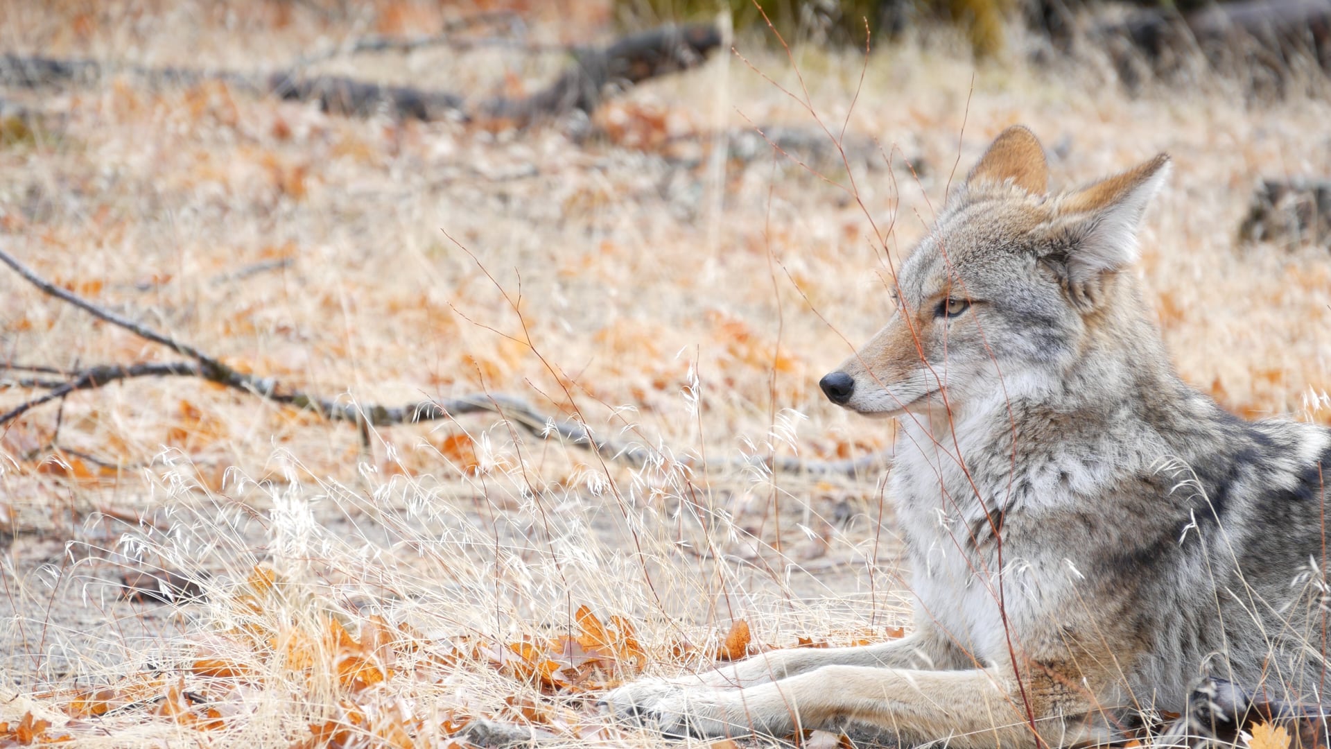 Ojai Wildlife