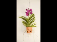 Orquídea salvaje + maceta de terracota