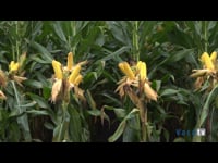 Jornada de recogida en el campo de ensayo de Vila do Conde (Portugal)