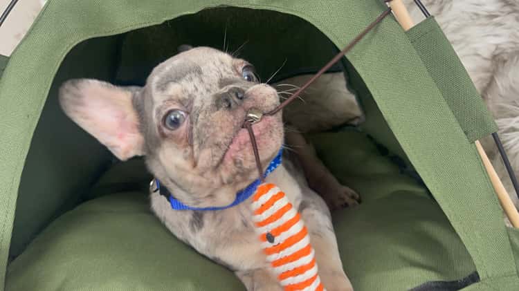 Lilac tan merle outlet french bulldog