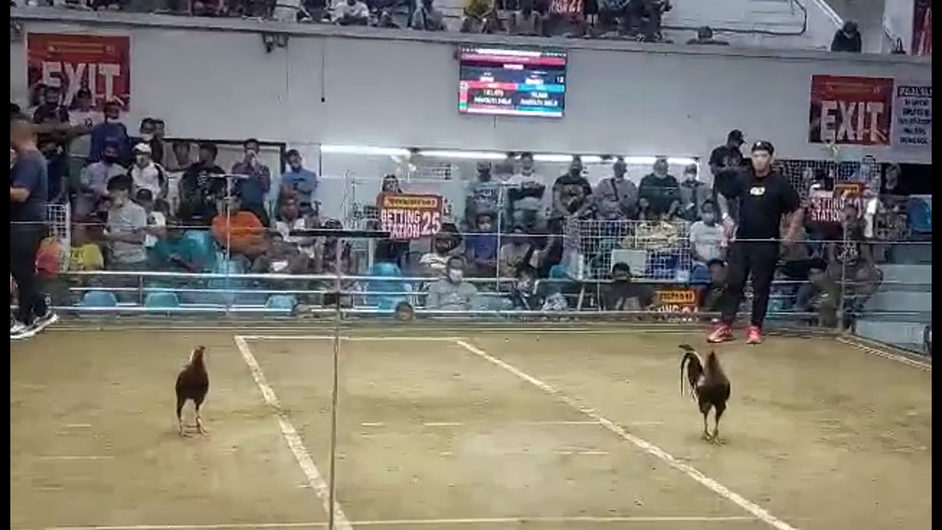 10 Cock Derby Champion, Pasay City -Video 4