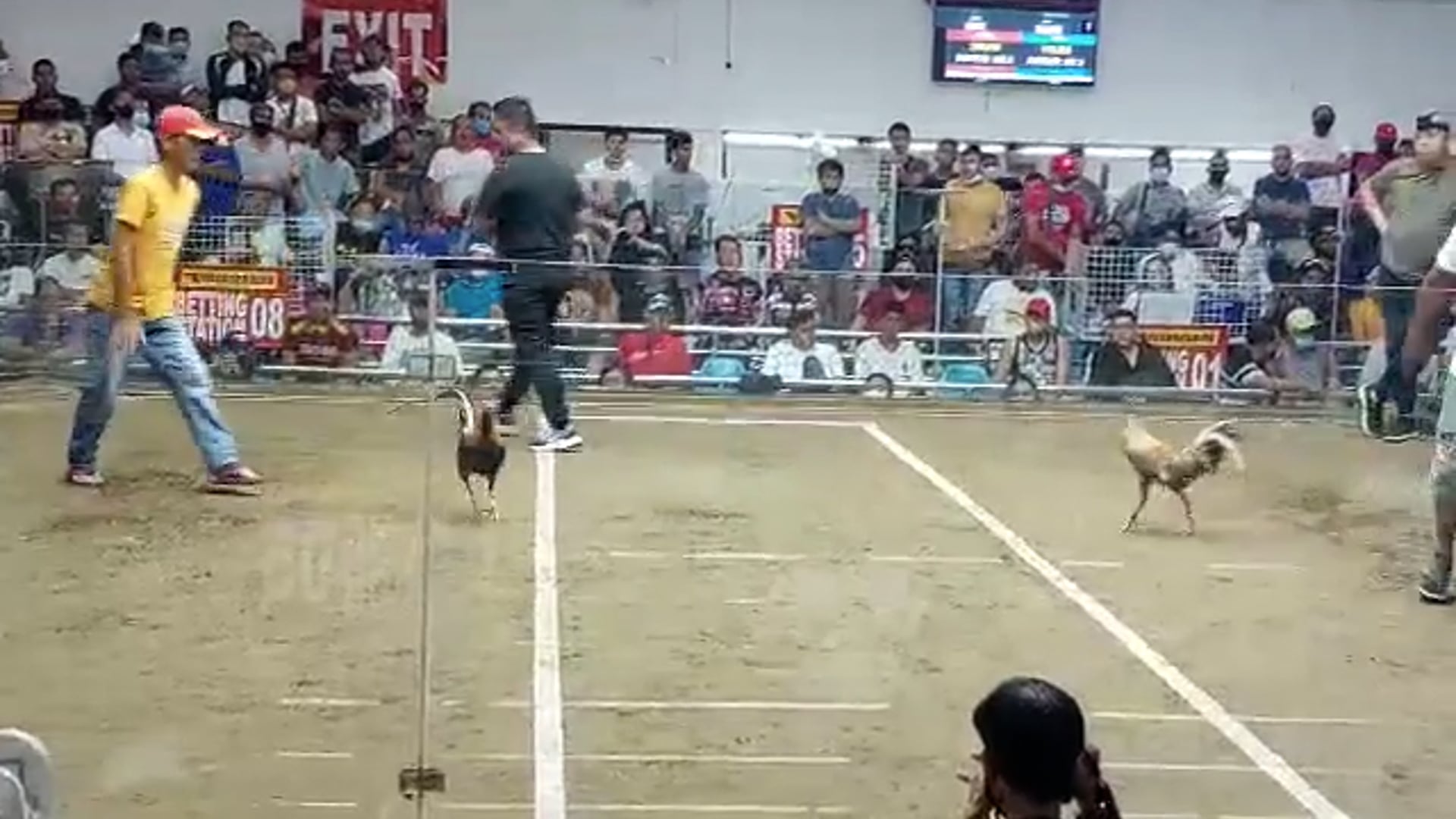 10 Cock Derby Champion, Pasay City -Video 8
