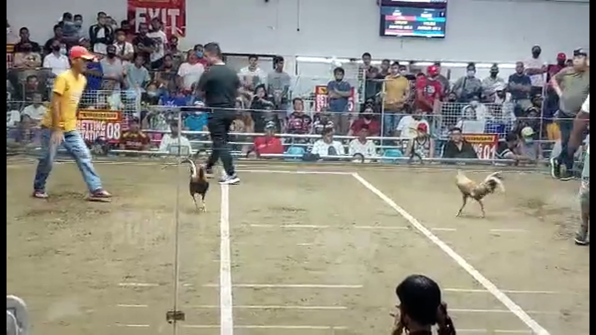 10 Cock Derby Champion, Pasay City -Video 8